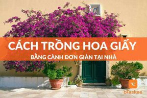 cách trồng hoa giấy bằng cành