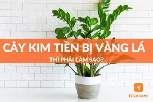 cây kim tiền bị vàng lá