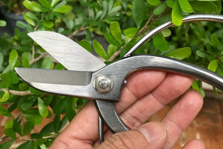 Sử dụng kéo cắt lá chuyên dụng để cắt tỉa trong quá trình chăm sóc cây Kim Ngân