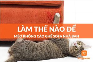 Làm Thế Nào Để Mèo Không Cào Ghế Sofa