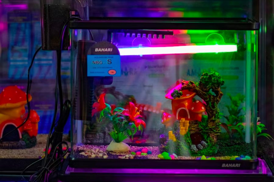 Bể cá mini chỉ có cá hoặc cây đơn giản thì nên sử dụng 0,5W ánh sáng cho mỗi lít nước