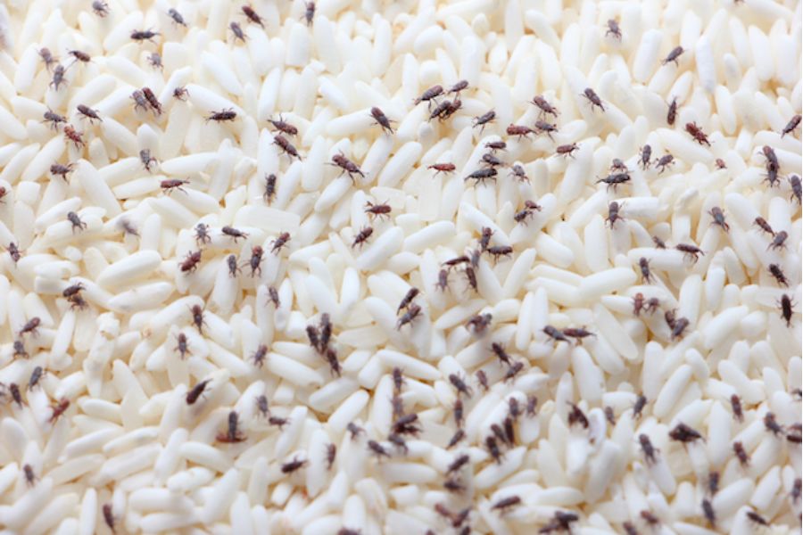 Có nhiều nguyên nhân khiến mọt gạo xuất hiện như gạo bị ẩm, bị bẩn...