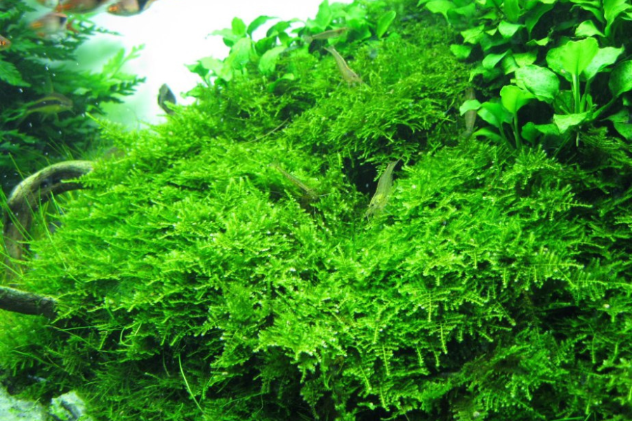 Loài rêu này dễ sinh trưởng và có hình dáng giống cây thông noel.