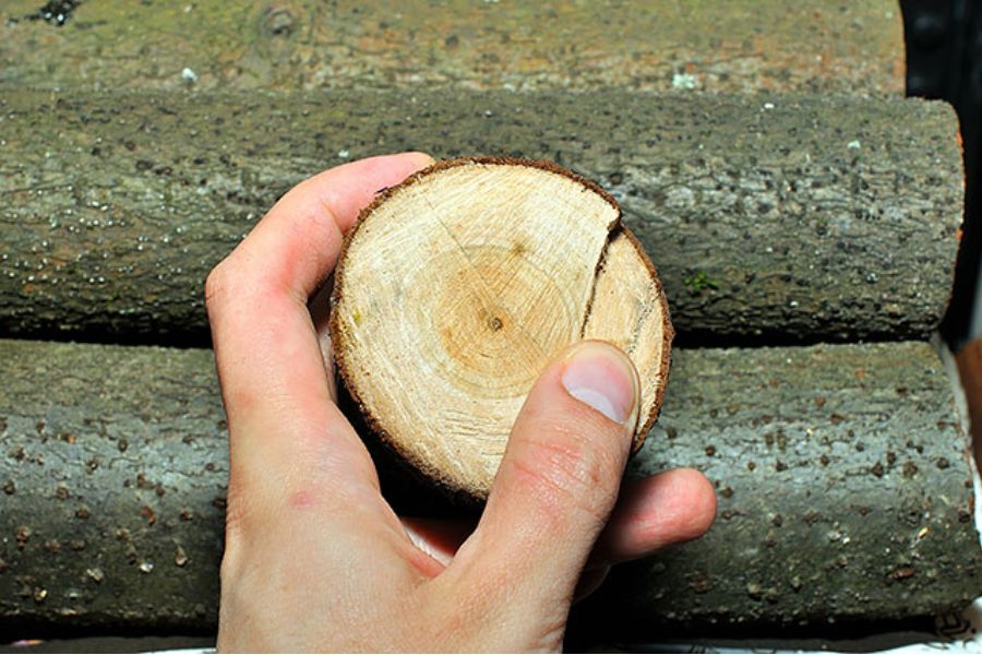 Phải chọn cây Tần Bì đủ tuổi mới cho ra thành phẩm gỗ tốt nhất