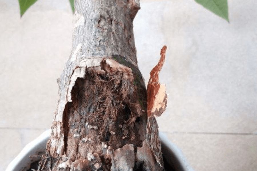 Bệnh thối rễ ở cây Kim Ngân