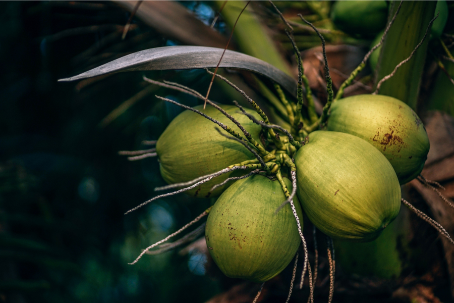 Trái dừa có nhiều chất dinh dưỡng