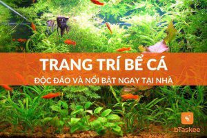 Trang trí bể cá cảnh độc đáo và nổi bật ngay tại nhà