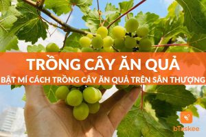 trồng cây ăn quả trên sân thượng