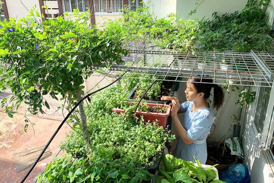 Tìm hiểu kỹ quy định của chung cư về việc trồng cây ăn quả trên sân thượng