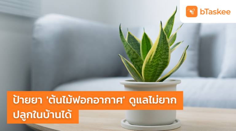 ต้นไม้ฟอกอากาศ