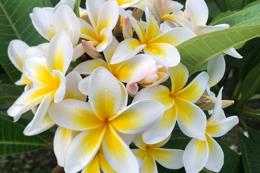 Bông hoa sứ màu trắng điểm vàng