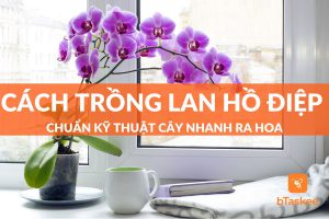 Cách Trồng Lan Hồ Điệp Chuẩn Kỹ Thuật Cây Nhanh Ra Hoa