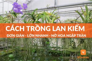 cách trồng lan kiếm