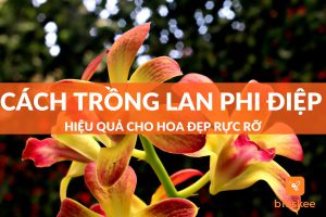 cách trồng lan phi điệp