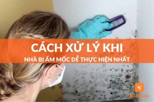 cách xử lý khi nhà bị ẩm mốc