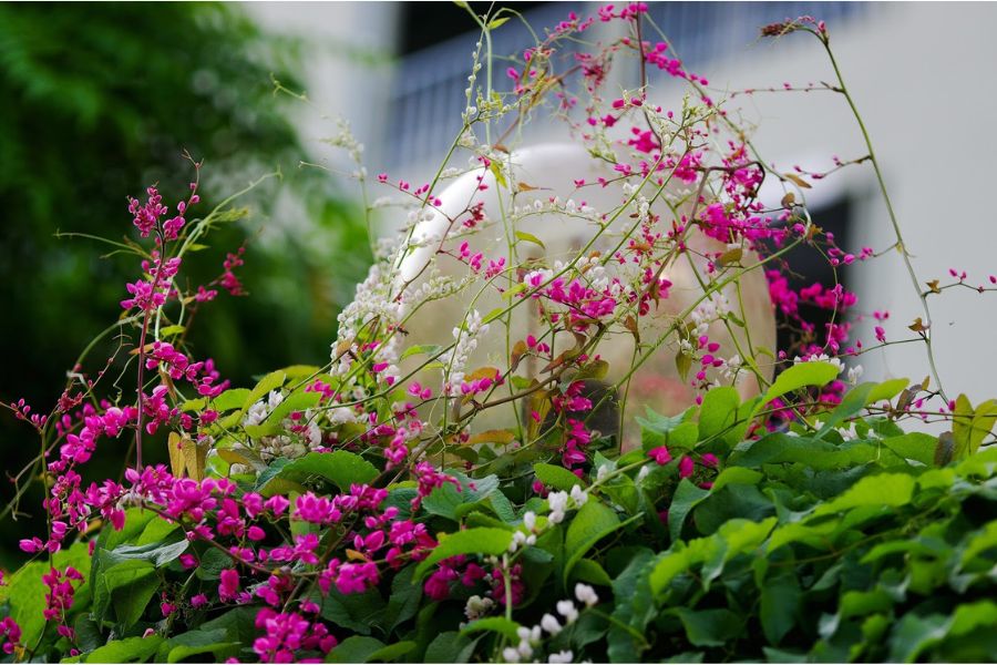Cây hoa tigon phổ biến ở nhiều ngôi nhà