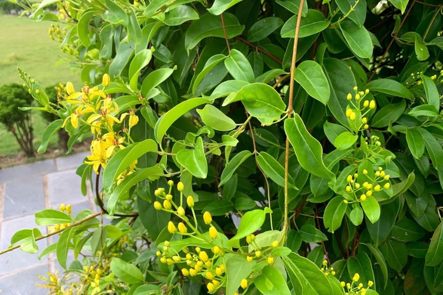 Màu vàng nổi bật của loài cây leo hoa mai hoàng yến