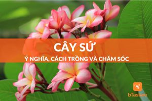 cây sứ