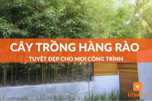 cây trồng hàng rào