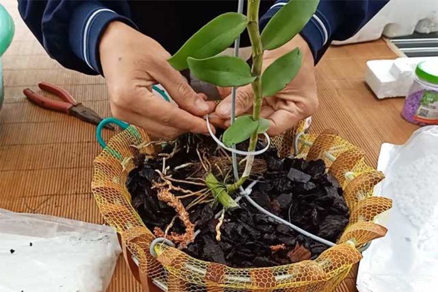 Ghép lan đúng cách - Kỹ thuật trồng và chăm sóc cây hoa Lan Phi Điệp