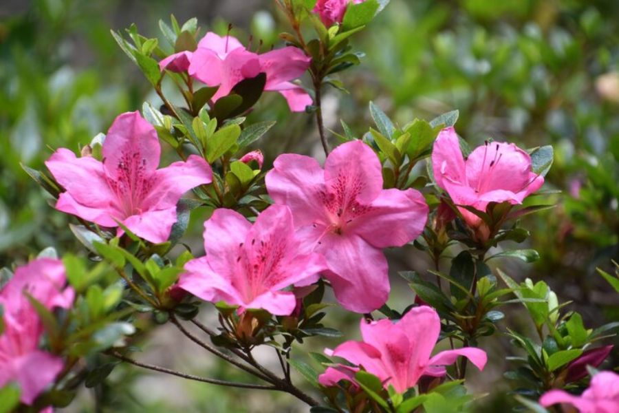 Hoa đỗ quyên luôn là loại hoa nhiều màu sắc trồng trên hàng rào nổi bật nhất