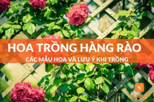 hoa trồng hàng rào