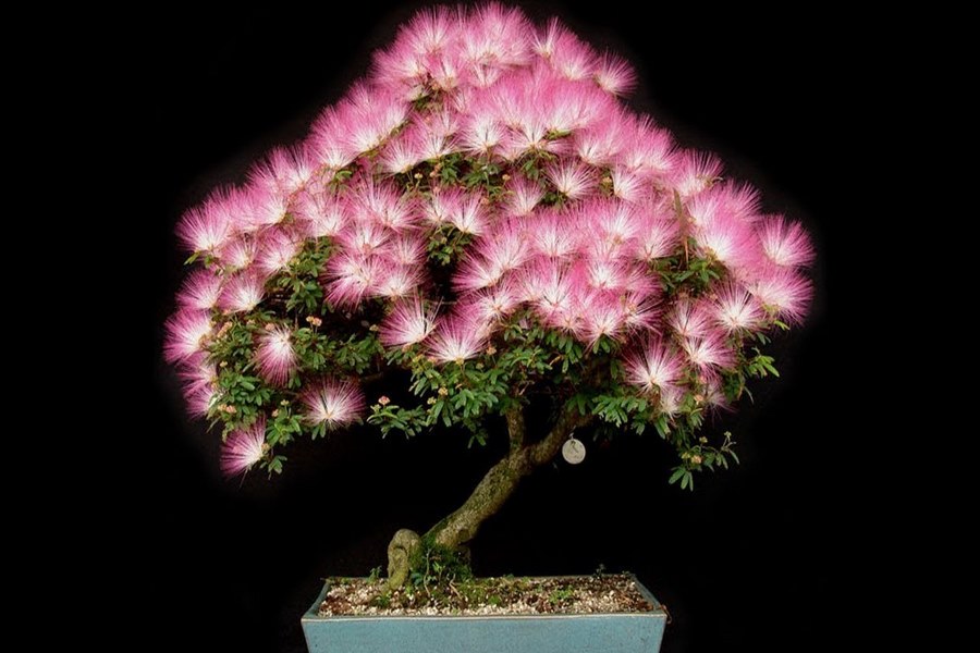 Tạo dáng bonsai đẹp mắt và thu hút từ cây kiều hương