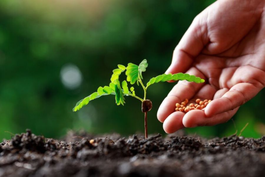 Lựa chọn thuốc trừ sâu và phân bón phù hợp để vun trồng cho cây