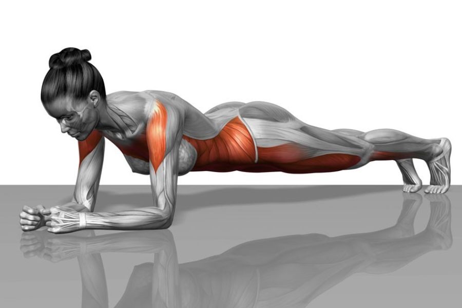 Bài tập plank tác động vào nhiều nhóm cơ trên cơ thể