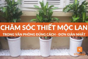 Cách chăm sóc cây thiết mộc lan trong văn phòng chuẩn