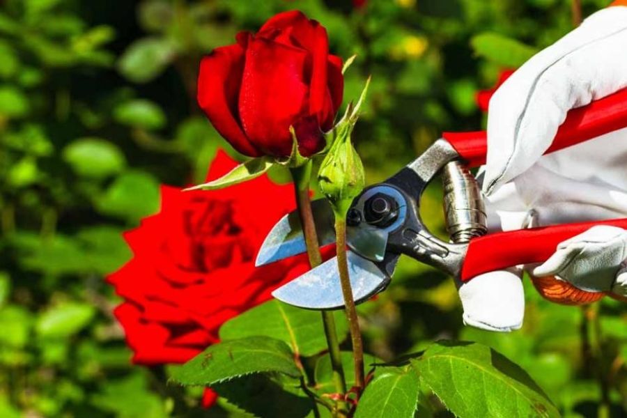 Kỹ thuật trồng hoa hồng làm hàng rào: Cắt tỉa nhẹ nhàng hoa để tạo hình, tránh làm dập nát