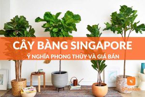 Cây bàng singapore: ý nghĩa phong thủy và giá bán