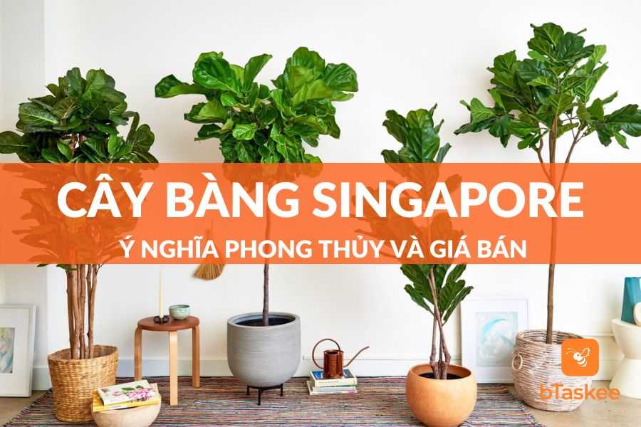 Cây bàng singapore: ý nghĩa phong thủy và giá bán