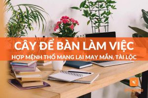 Top 8 loại cây để bàn làm việc hợp mệnh thổ mang lại may mắn và tài lộc