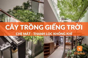 top các loại cây trồng giếng trời thanh lọc không khí