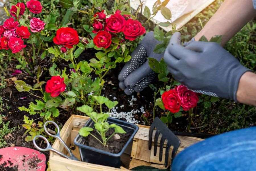 Nên trồng hoa hồng vào mùa xuân để hỗ trợ cây phát triển tốt nhất