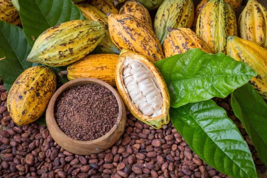 Một vài điều lưu ý khi sử dụng cacao giảm cân sao cho hiệu quả nhất