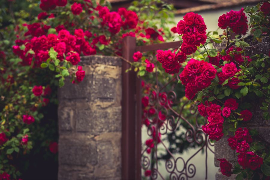 Hoa hồng chùm cũng khá được ưa chuộng lựa chọn làm hàng rào