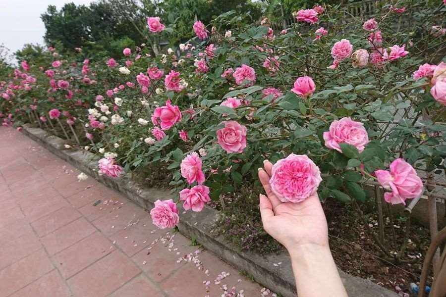 Hoa hồng cổ Sapa ra hoa quanh năm, tạo cảnh sắc tươi đẹp thu hút
