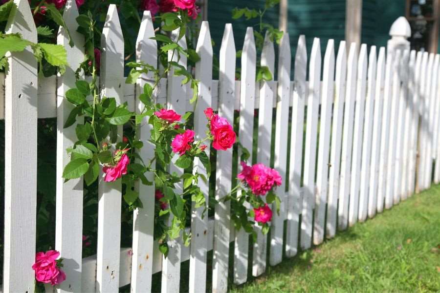 Hàng rào hoa hồng bằng gỗ mang vẻ đẹp cổ điển, ấm áp