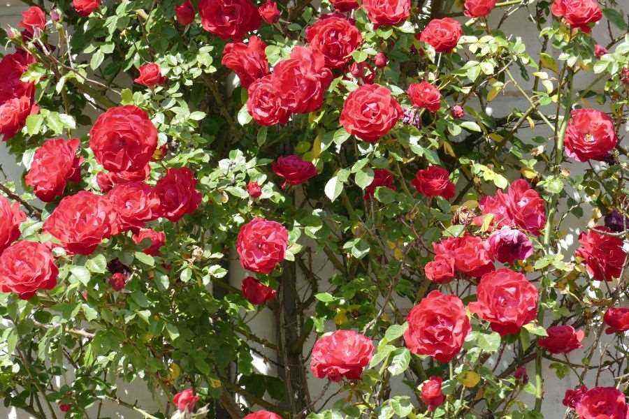 Hàng rào hoa hồng leo khá phổ biến, được nhiều người yêu thích