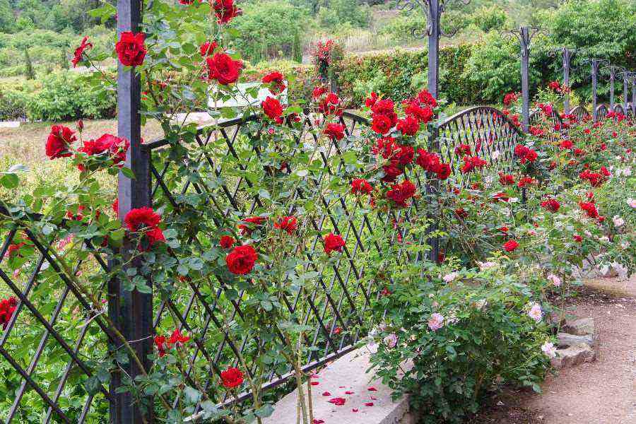 Tham khảo mẫu hàng rào sắt cho hoa hồng leo hút mắt