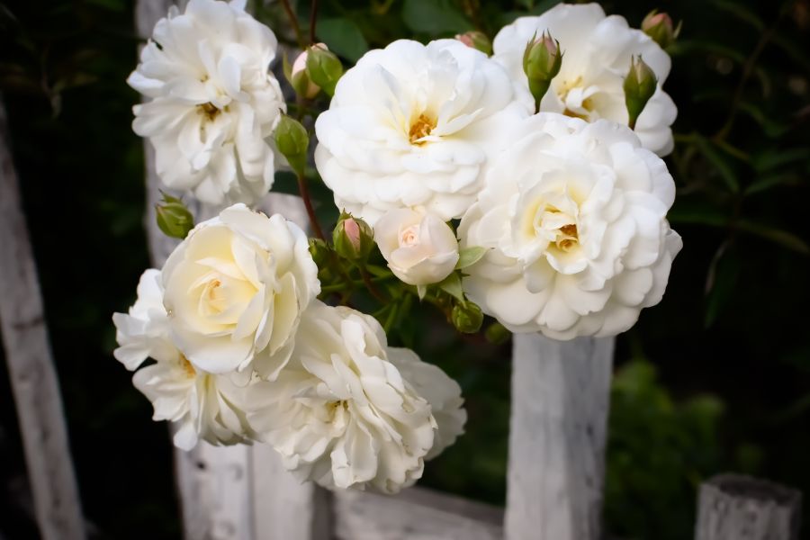 Hoa hồng trắng với vẻ đẹp tinh khôi, tạo cảm giác nhẹ nhàng, tinh tế