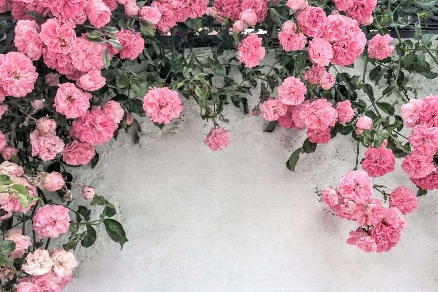Hàng rào hoa hồng bằng tường bền đẹp, chắc chắn