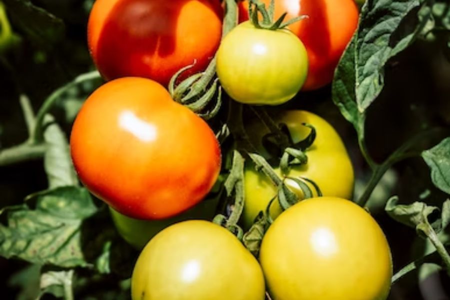 Có thể chế biến thành súp cà chua hoặc trộn với rau làm thành món salad