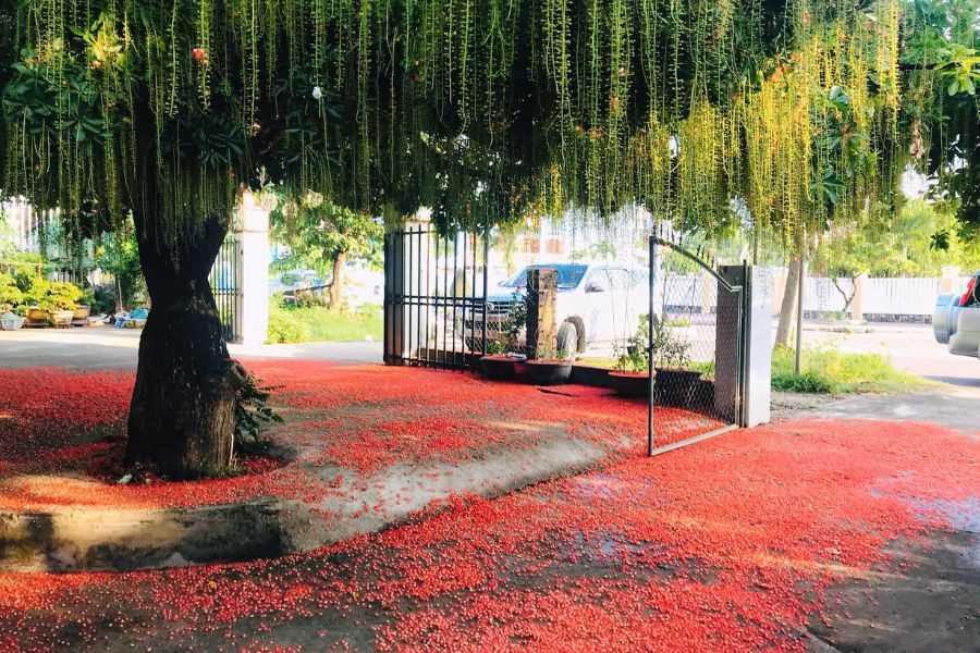 Cây lộc vừng với màu hoa đỏ thắm, tạo không gian đẹp mắt cho ngôi nhà