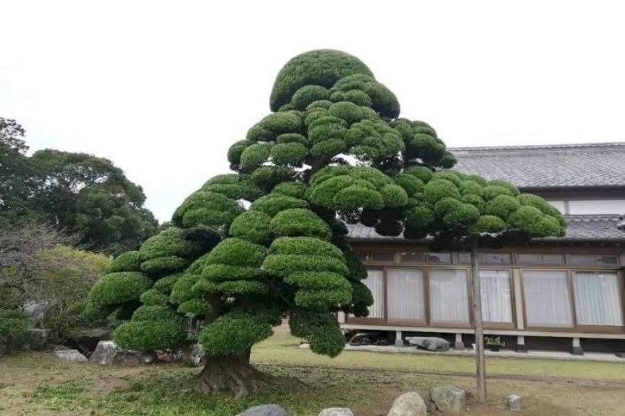 Cây tùng có thế dáng bonsai rất đẹp, tạo cảnh quan thu hút ấn tượng