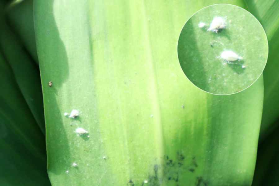 Xử lý kịp thời các bệnh của cây thiết mộc lan để tránh lây lan