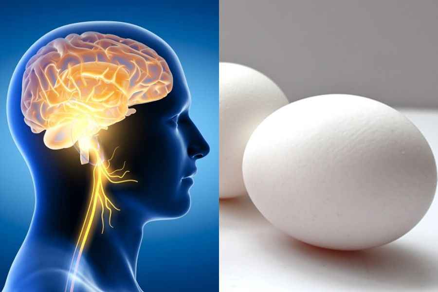 Ăn trứng vịt cải thiện trí nhớ và khả năng tư duy