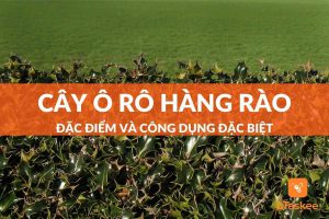 Cây ô rô hàng rào: đặc điểm - công dụng - cách trồng